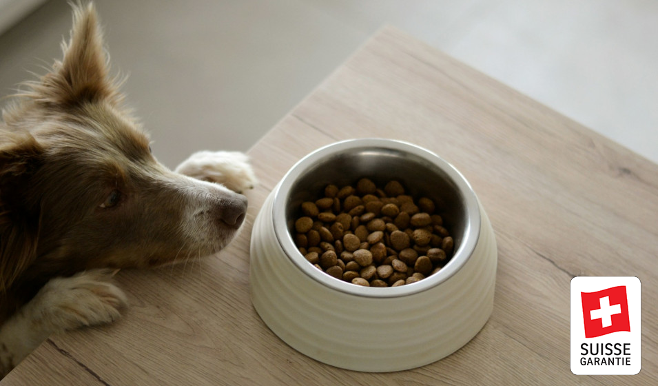 chien regarde gamelle